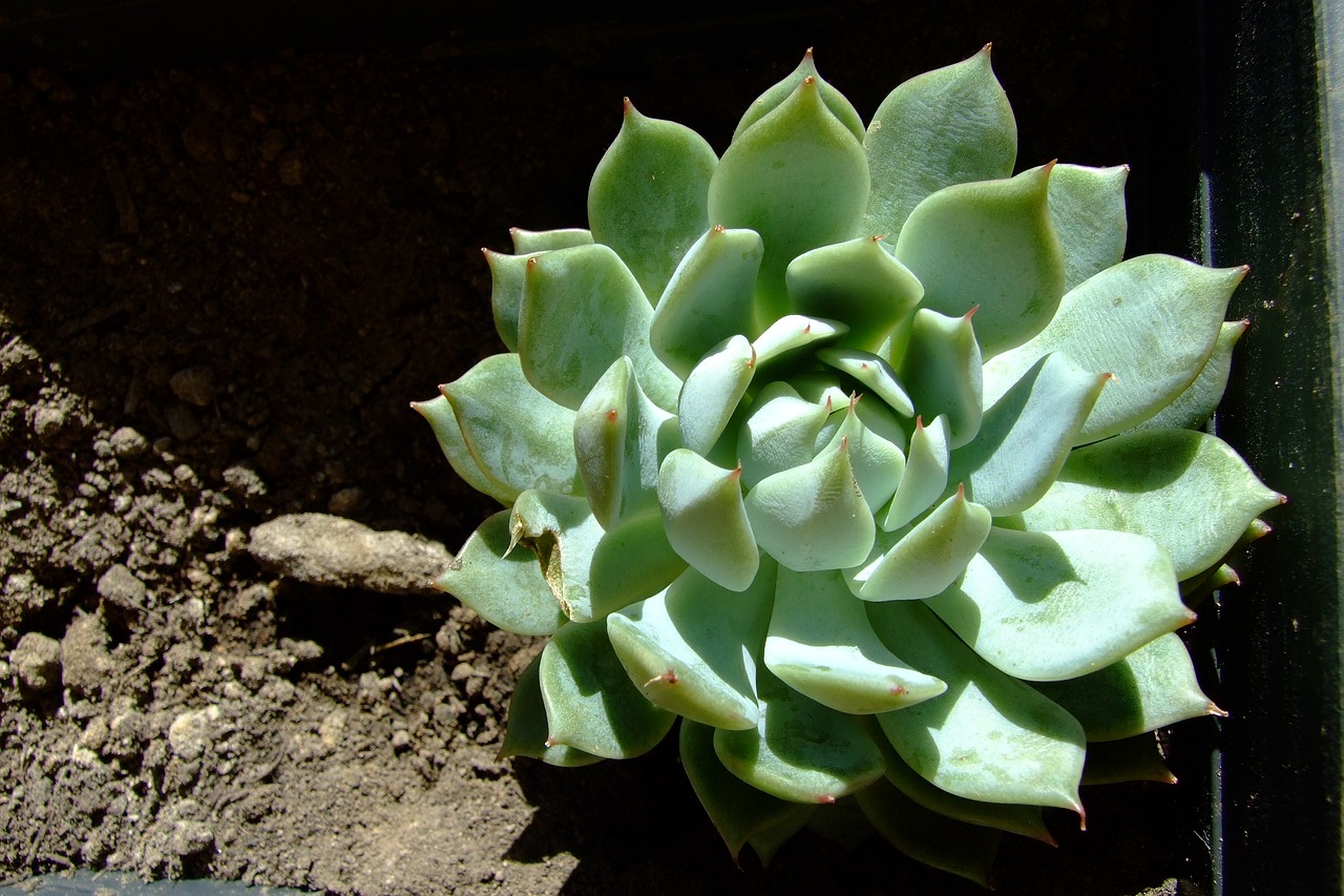 How to Plant and Grow a Succulent Garden